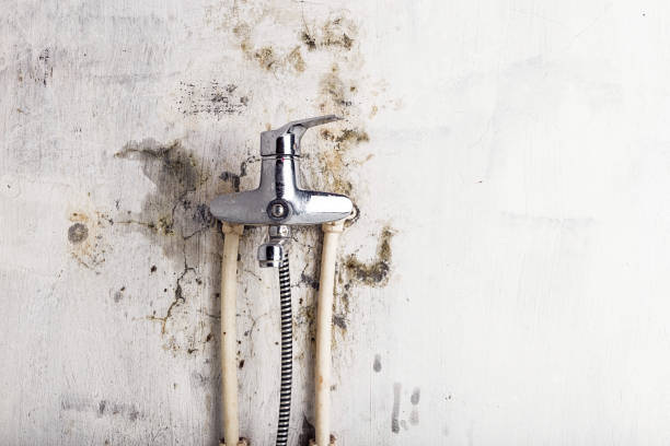 Best Residential Mold Remediation in Port Chester, NY