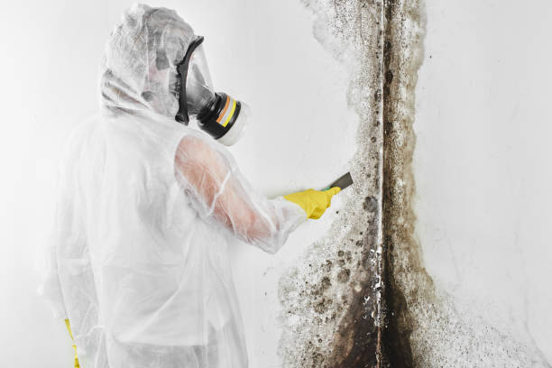Best Mold Remediation for Specific Building Types in Port Chester, NY