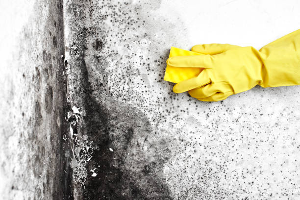 Best Bathroom Mold Remediation in Port Chester, NY