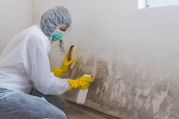 Best Attic Mold Remediation in Port Chester, NY