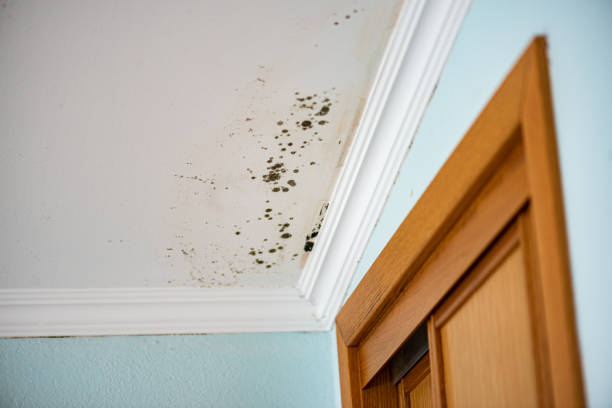 Best DIY Mold Remediation Support Services in Port Chester, NY