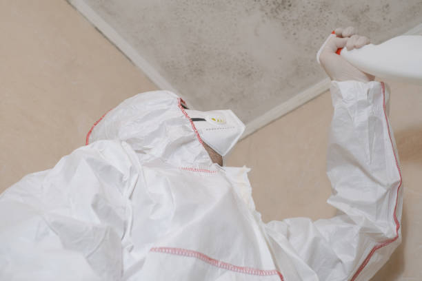 Best Post-Flood Mold Remediation in Port Chester, NY