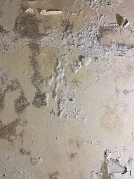 Best Emergency Mold Remediation in Port Chester, NY