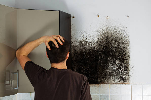 Best Basement Mold Remediation in Port Chester, NY