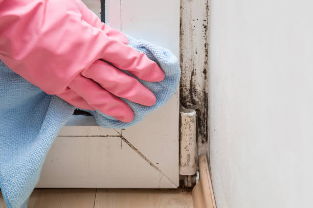 Best Basement Mold Remediation in Port Chester, NY